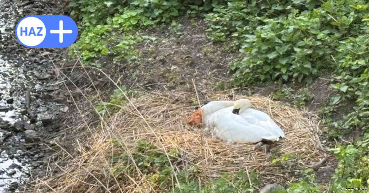 Hannover-Limmer: Schwäne brüten gut geschützt an der Schwanenburg