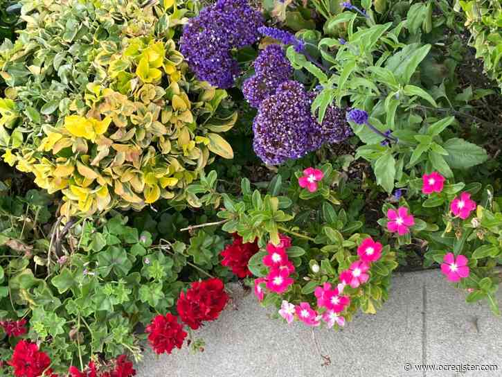 How creating colorful plant combinations can create an impact in the garden