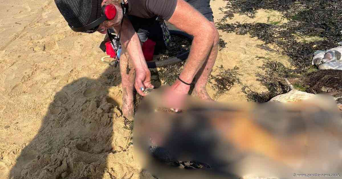 Whale carcass washes up on beach near Westcliff this morning