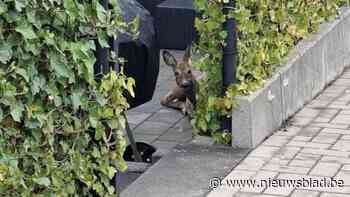 Animal Rescue Service achtervolgt ree in centrum Sint-Truiden