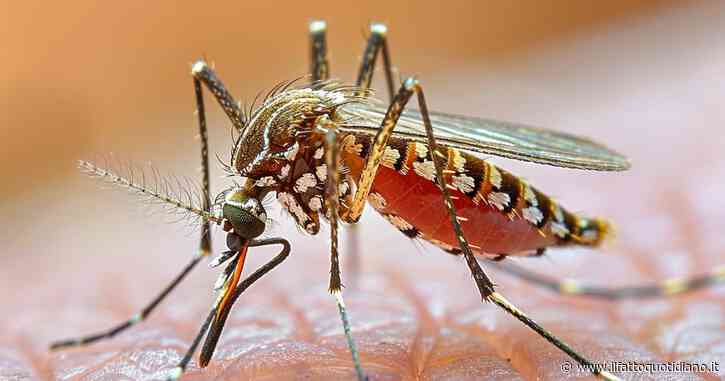 Caso di Dengue nel Comasco, iniziata la disinfestazione: “Importato dall’estero, nessun allarme”