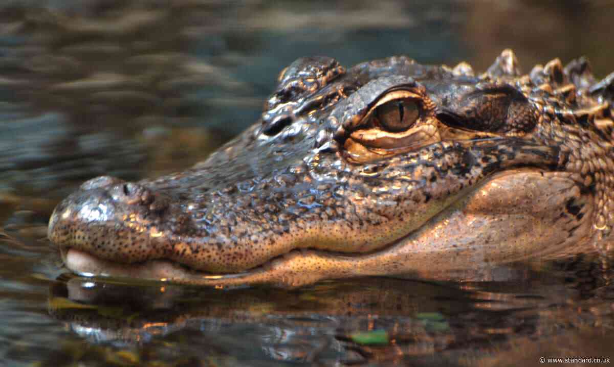 Five people survive 36 hours in alligator-infested swamp after plane crash