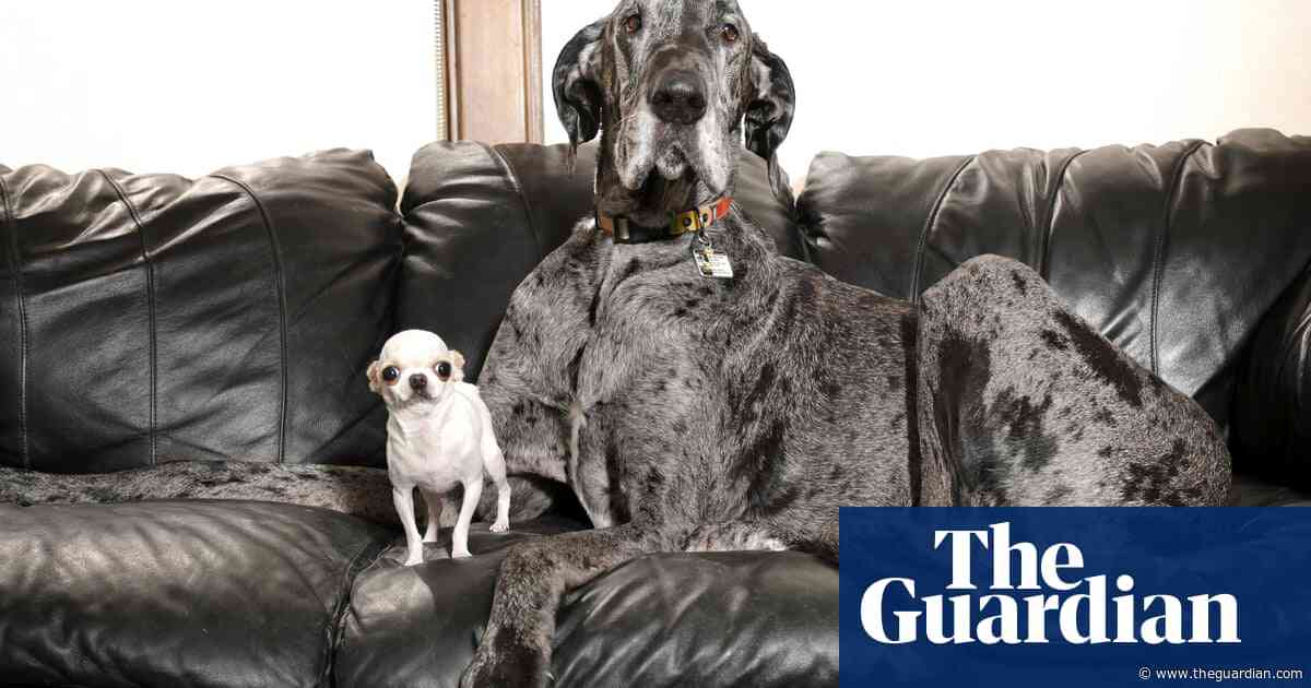 Huge hound and pocket-sized pup: meet-and-sniff with world’s tallest and smallest dogs