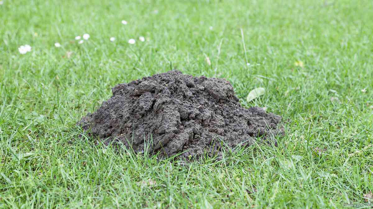 Tierschutz beachten: Maulwurf im Garten: Wenn, dann sanft vertreiben
