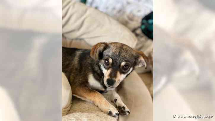 Chihuahua mix Pearl’s friendly, joyful outlook is infectious