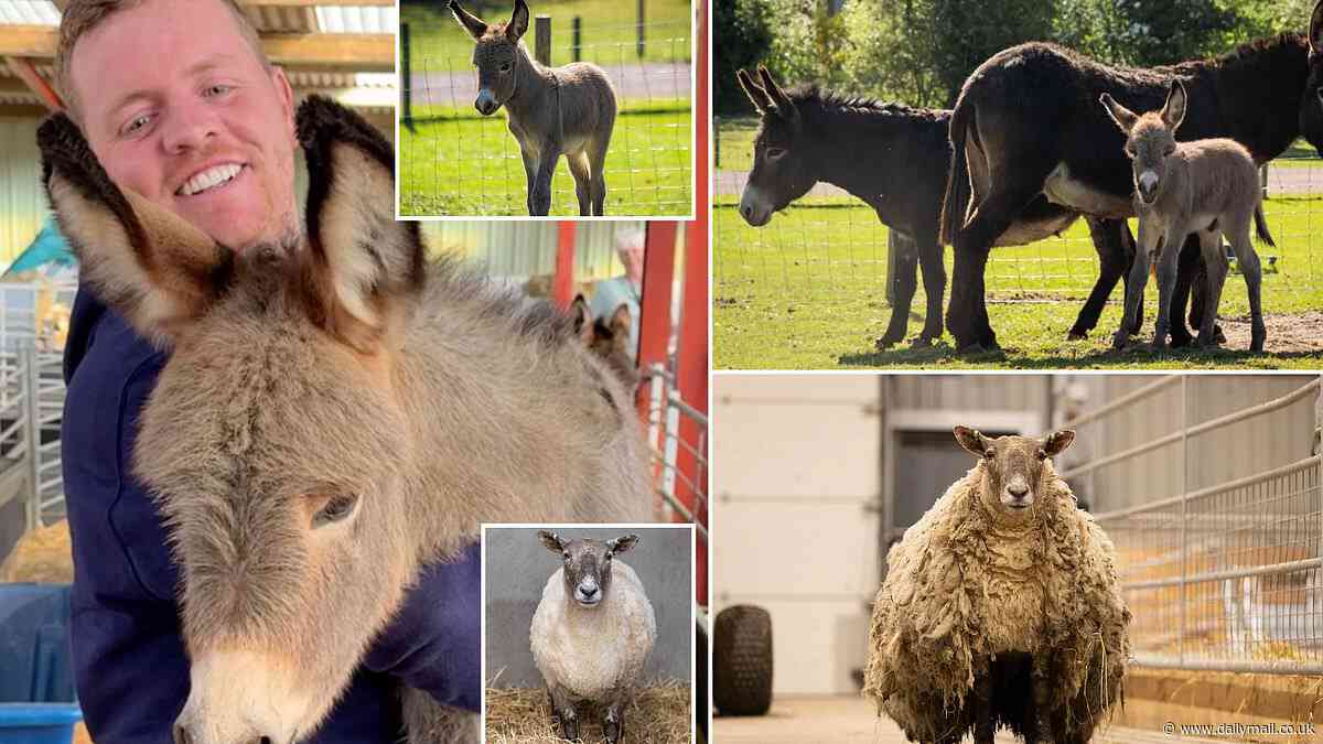Baby donkey ends up with two mothers after 'one in a million' mix up at birth