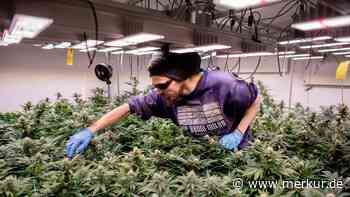 „Das ist Fort Knox, was wir da machen”: Bayerischer Cannabis-Club hat Genehmigung erhalten