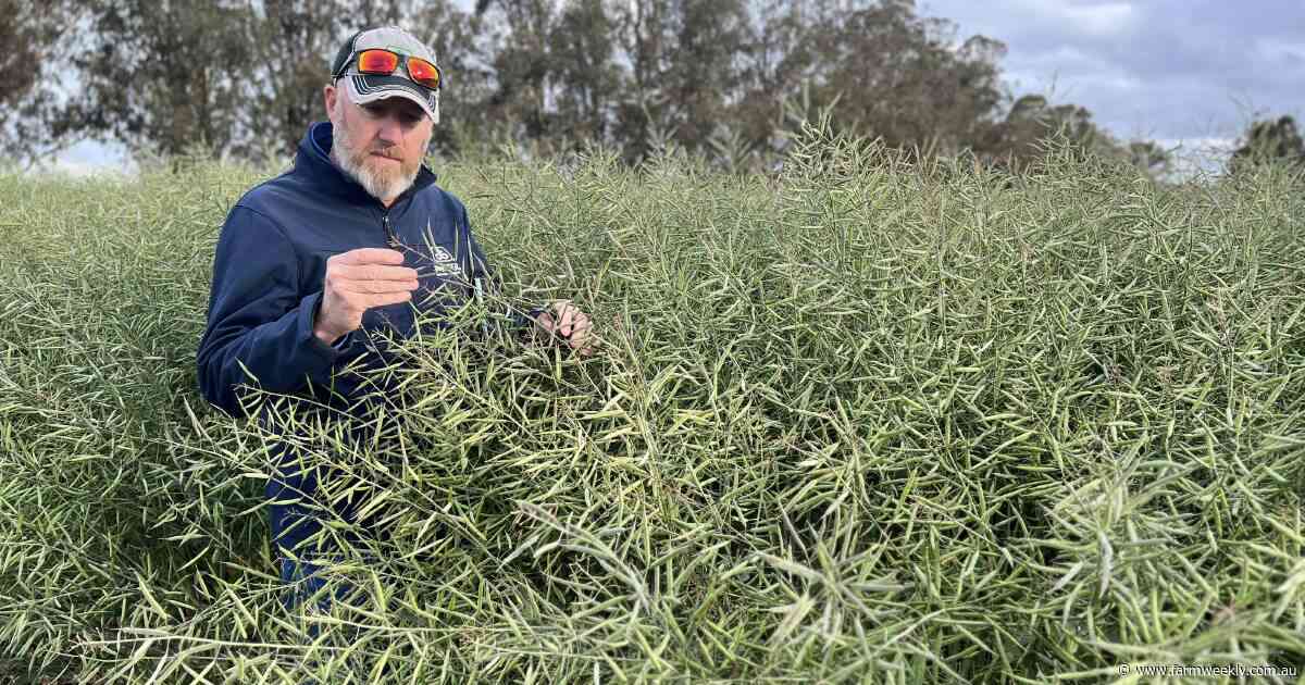 Positive start to the canola season sees hectares expected to increase