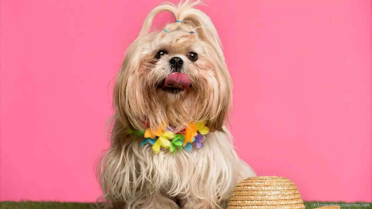 5 quiet pet dog breeds that are perfect for a calm, peaceful home