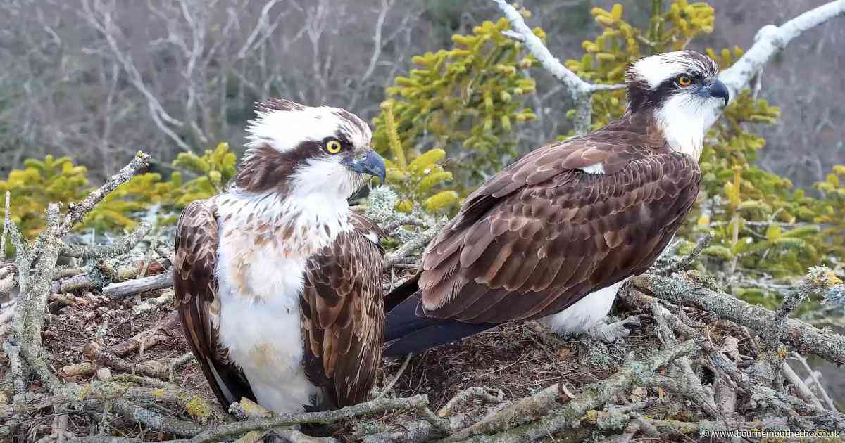 Southern England's only breeding ospreys lay rare four eggs