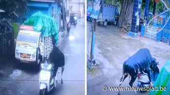 Bizar beeld in India: stier springt op een scooter en crasht enkele meters verderop