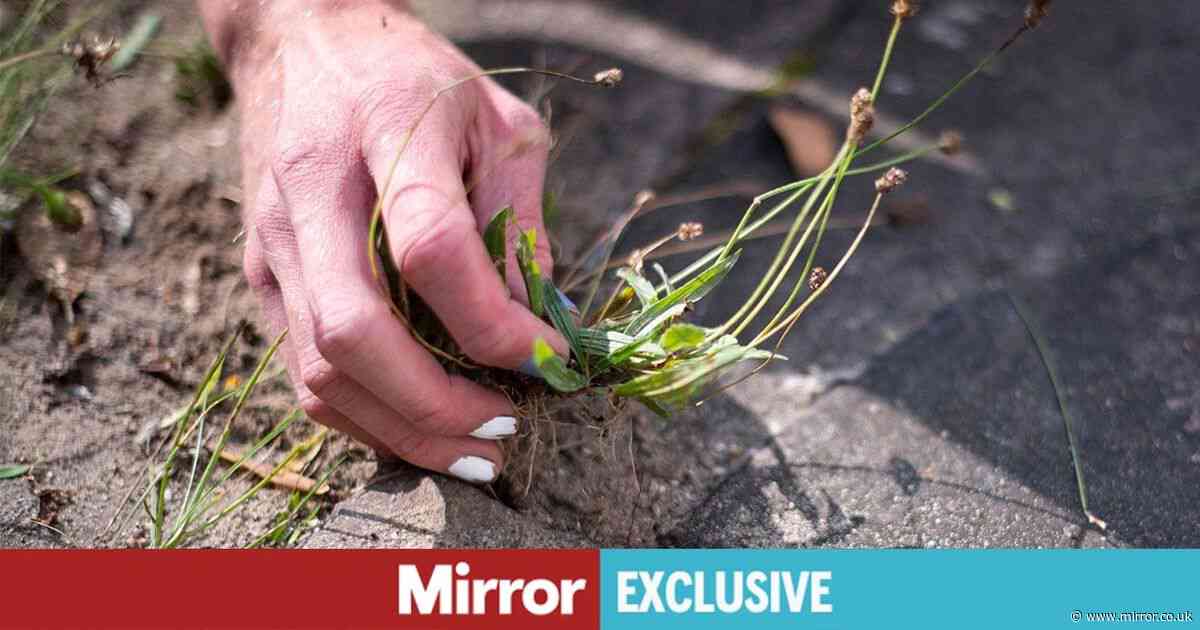 Garden expert's warning to anyone using 'traditional' way of removing weeds
