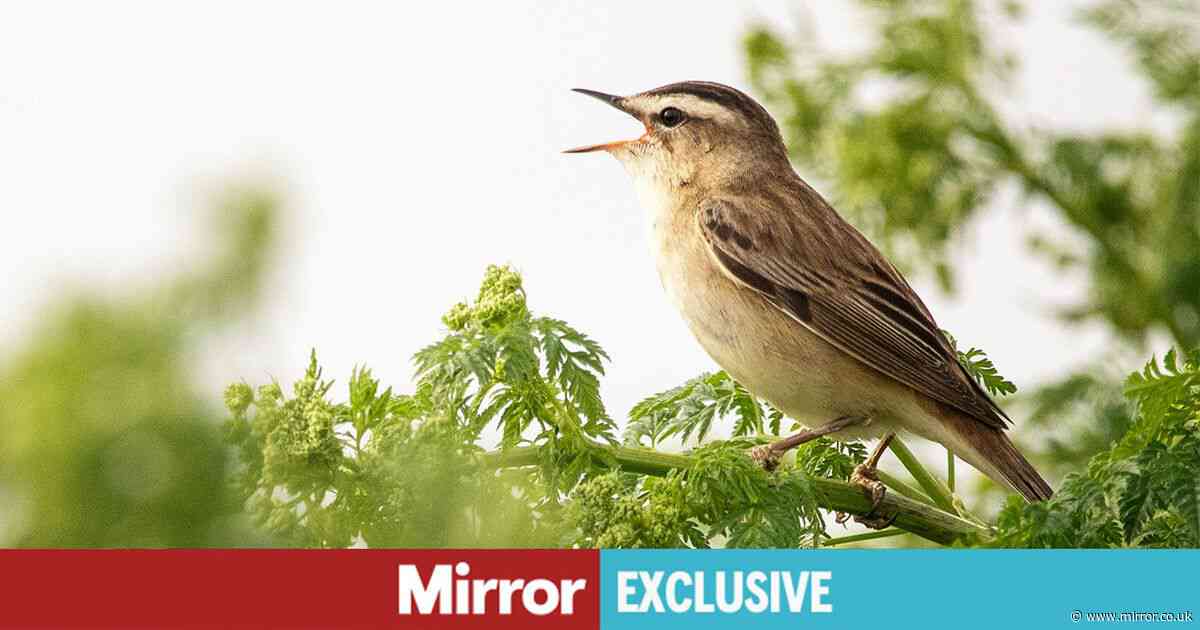 Gardeners urged to do one important thing this month to ensure great joy