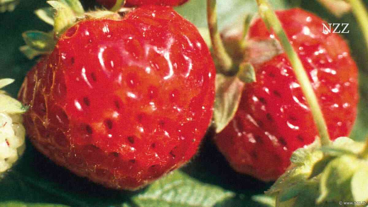 Die letzte Erdbeere, die nach Erdbeere schmeckt