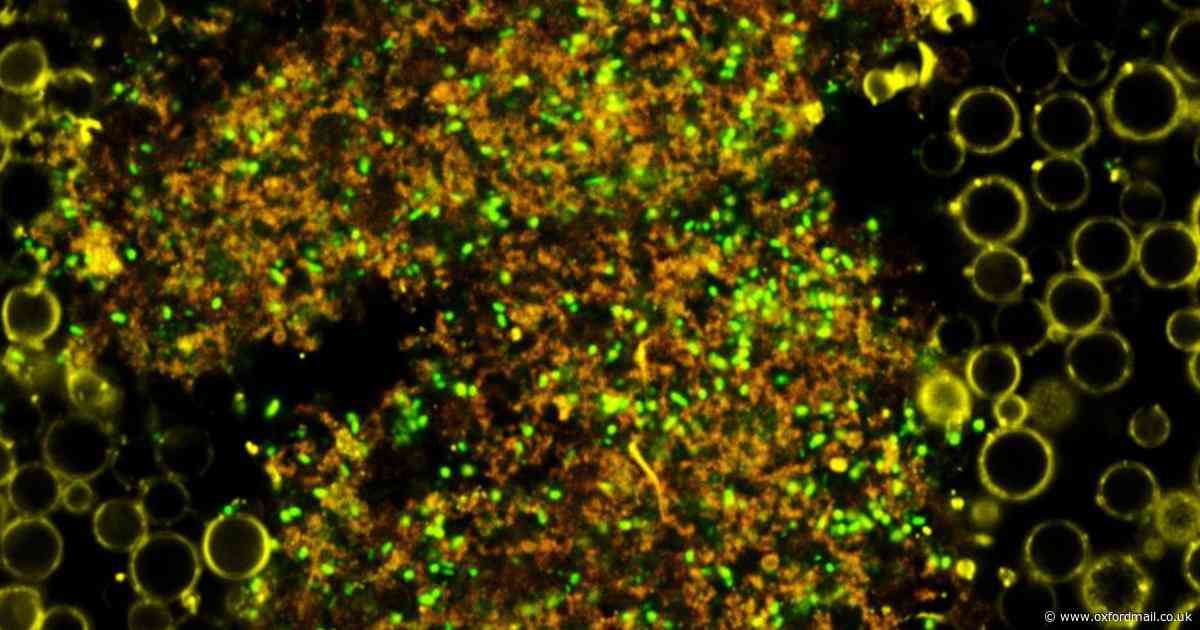 Oxford researchers develop drug delivery system to tackle antibiotic resistance