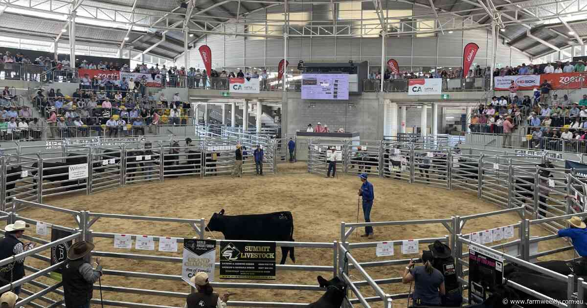 Watch the moment a heifer cracked six-figures at the Elite Angus Female Sale