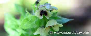 Plant &amp; mens: bilzekruid