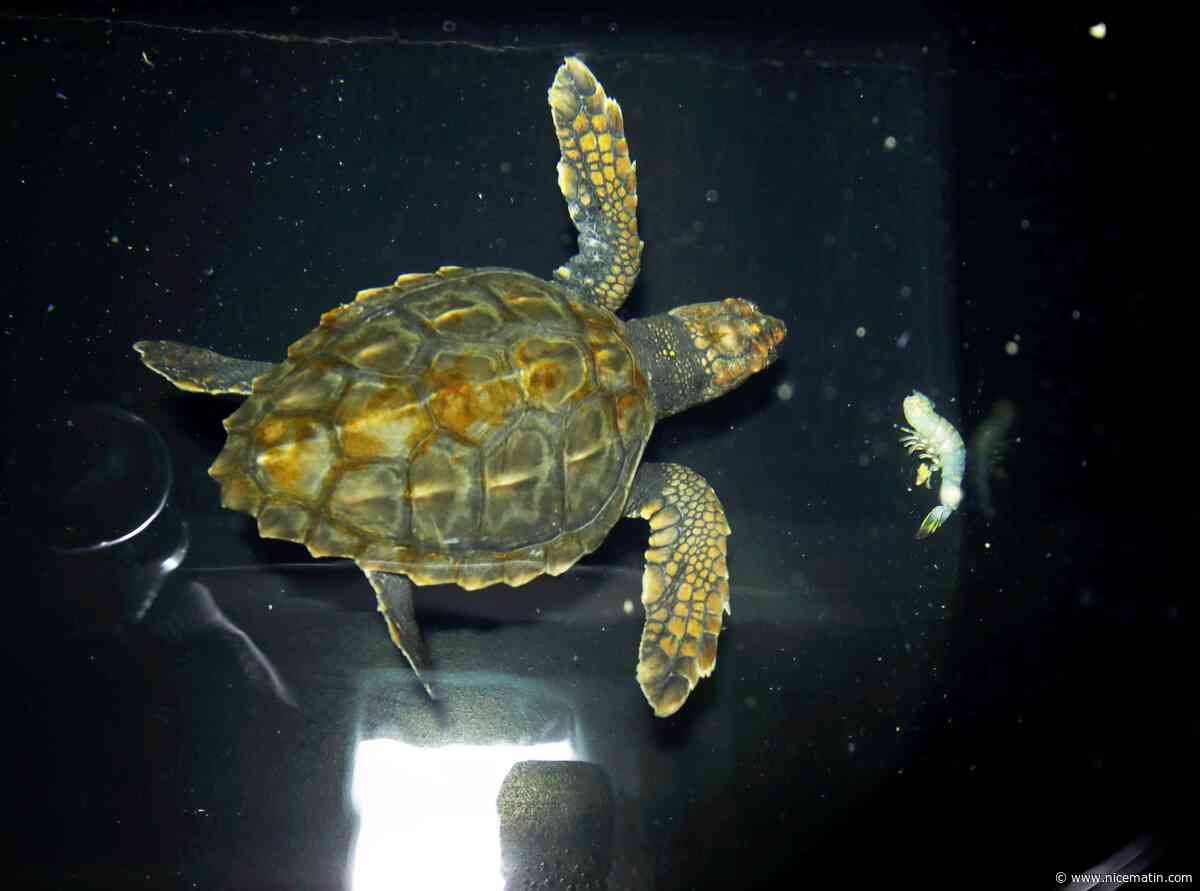 "La première menace ce sont les déchets": au chevet des tortues marines au centre de soins d’Antibes