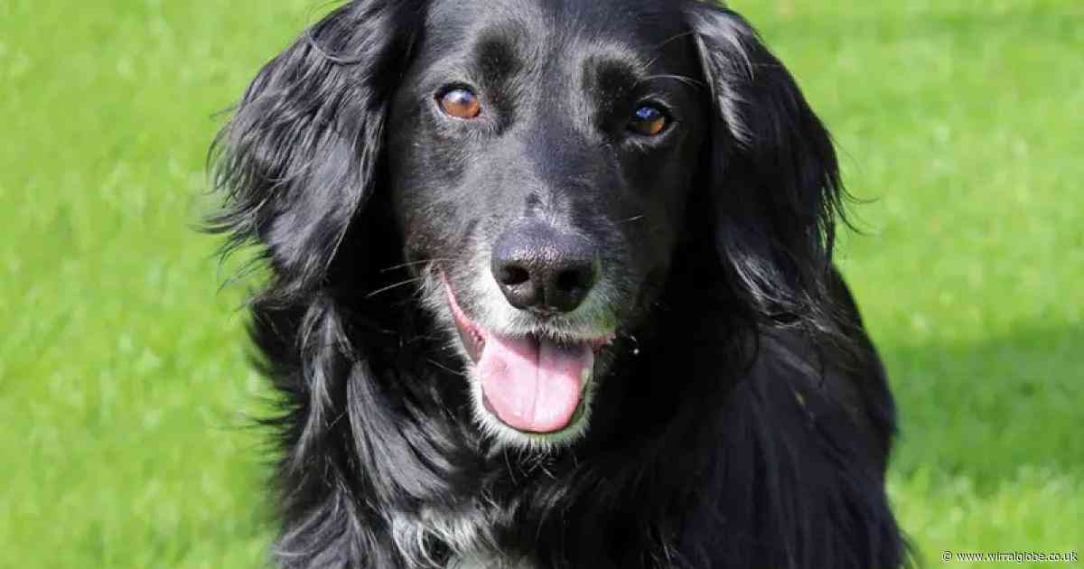 Lovely Lily is looking for a home