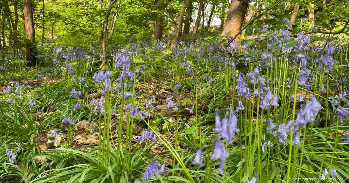 The gorgeous Warrington beauty spot with bluebells, a babbling brook and wildlife