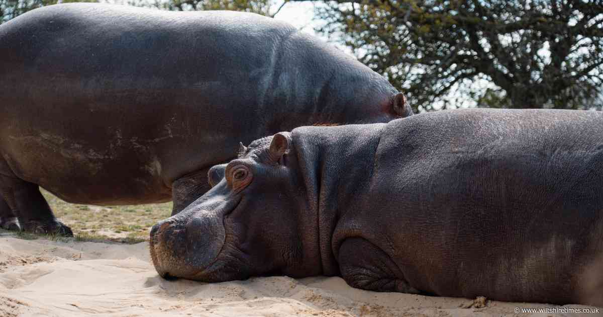 Mother and son hippos to make Longleat move this summer