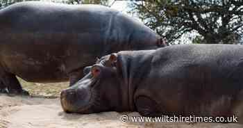 Mother and son hippos to make Longleat move this summer