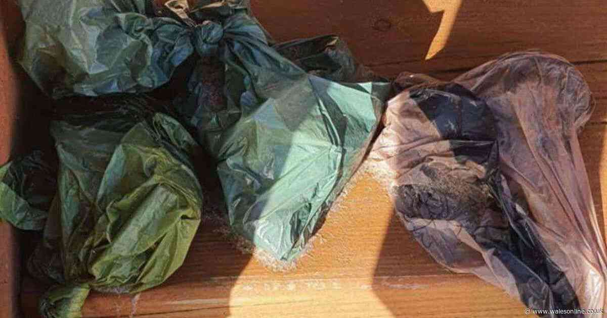 One of Wales' most beautiful seaside villages is being plagued by poo bags left by visitors