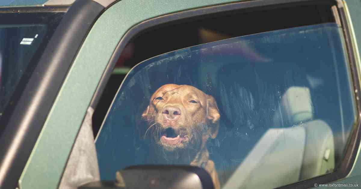Oxfordshire police issue 'urgent' warning on dog 'death trap' of hot cars