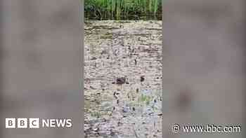 'Magic' rare otter sighting in garden pond