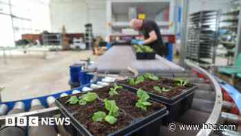 Potting robot helps bring city into spring bloom