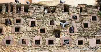 Why Pigeons at Rest Are at the Center of Complexity Theory