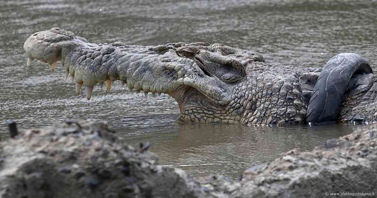 “Intrappolati nei resti dell’aereo e circondati dagli alligatori, c’era pure un’anaconda”: salvati dopo 36 ore, il racconto choc dei sopravvissuti