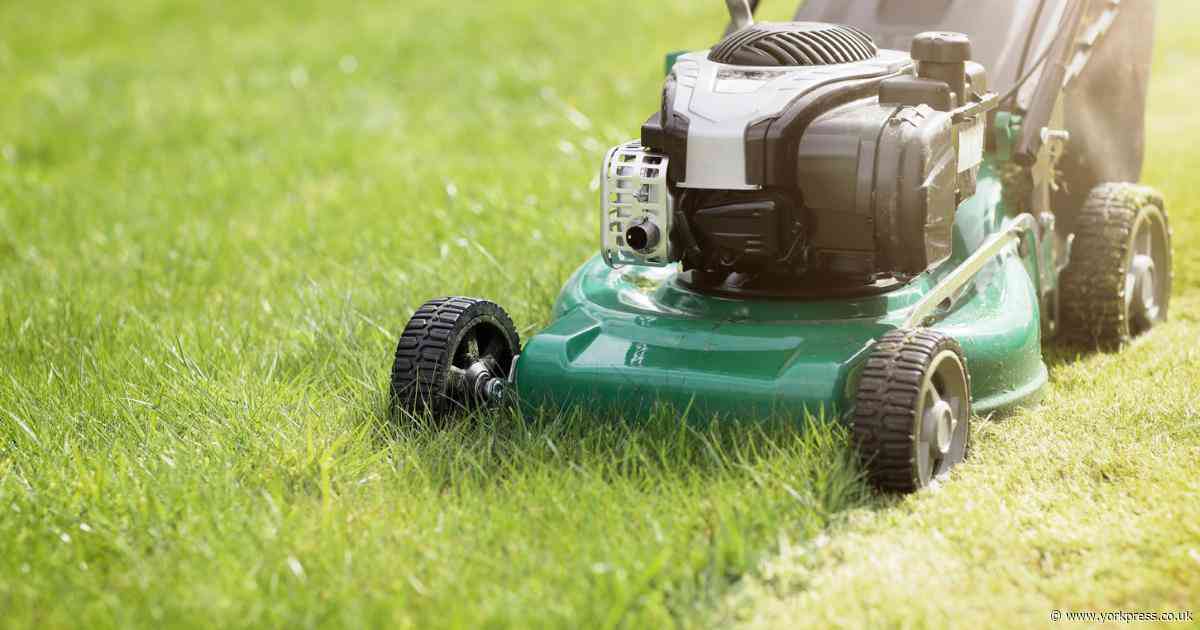 What is no mow May? The benefits and alternatives for a wildlife-friendly garden