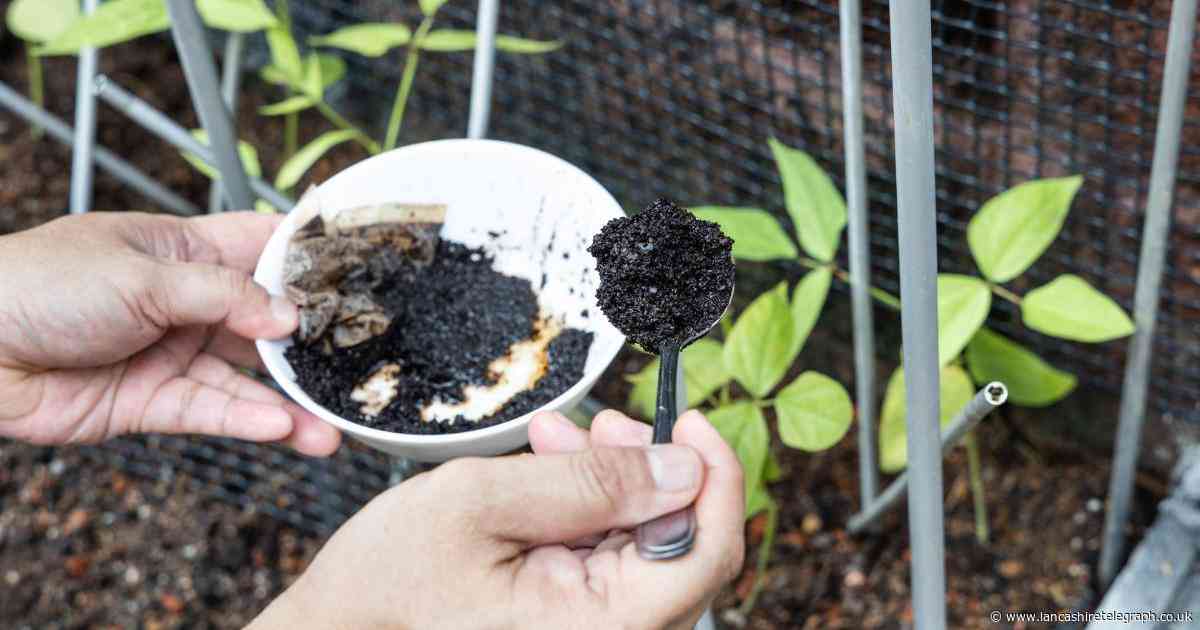 3 'surprising' ways to use coffee grounds in your garden, royal gardener reveals