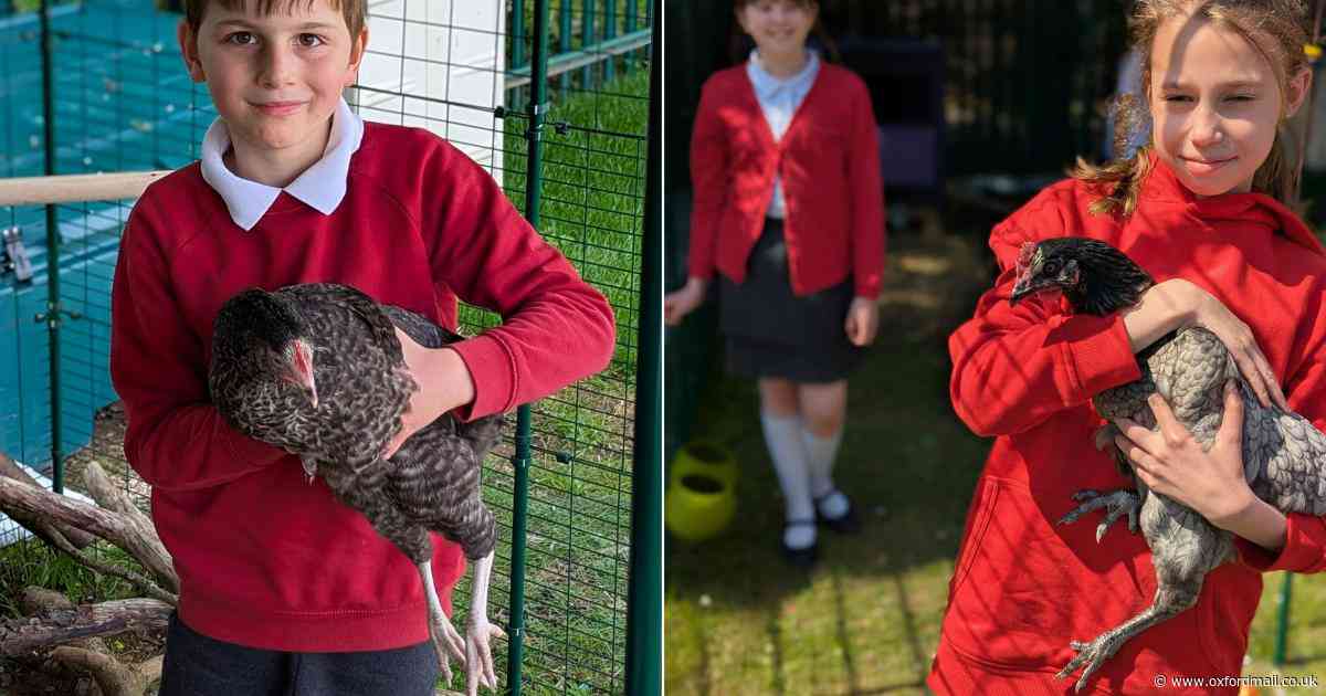 Flock of chickens become newest members of Oxford school