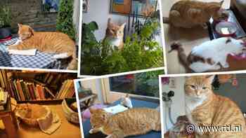 Rode kater leidde jarenlang dubbelleven, ontdekken beide baasjes na verhuizing