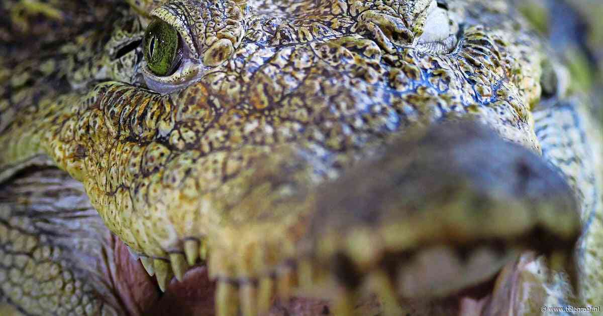 Toerist denkt selfie te nemen met 'nepkrokdil', maar wordt vervolgens aangevallen