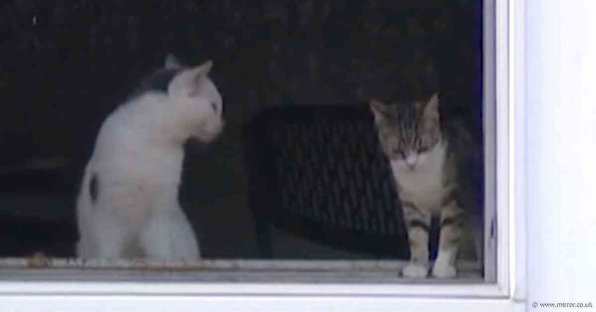 Stench leads to grim discovery of 100 dead cats in house with some in freezer