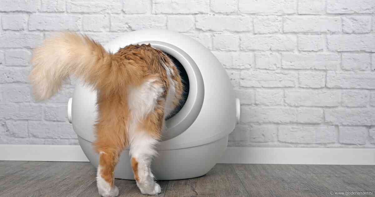 Boos na aankoop: man van Gaby betaalt 250 euro voor kattenbak waar kat niet op wil