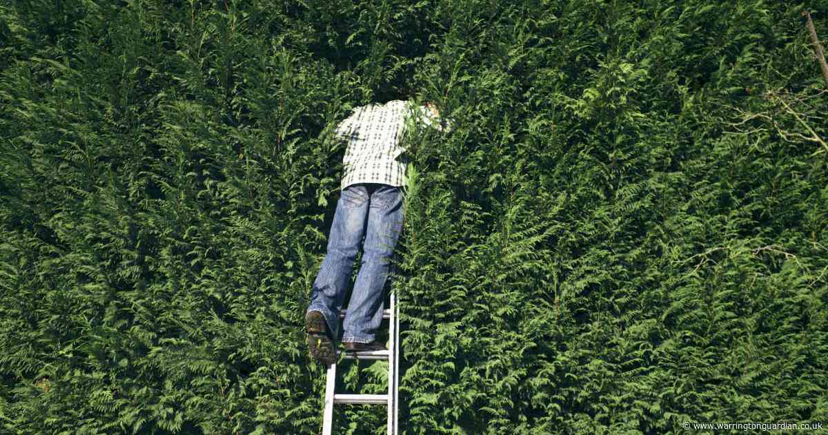 What is the legal height of a garden hedge between neighbours in the UK?