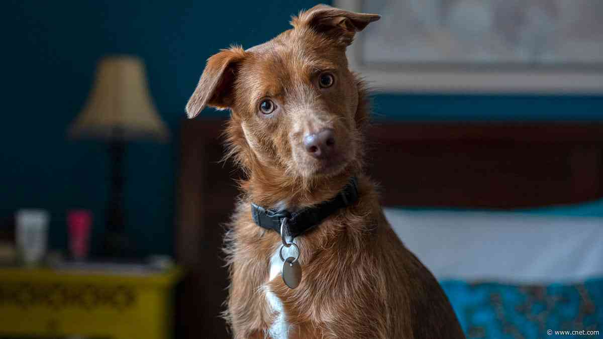 Experts Answer: Is a Dog Actually Good for Your Home Security?
