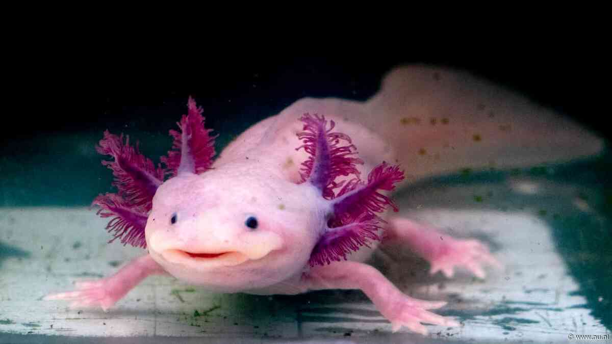 Goed nieuws deze week: Bedreigde axolotls overleven weer in het wild