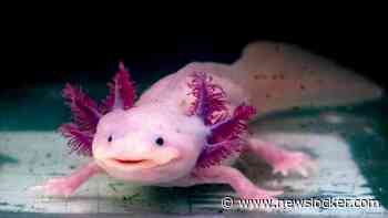 Goed nieuws deze week: Bedreigde axolotls overleven weer in het wild