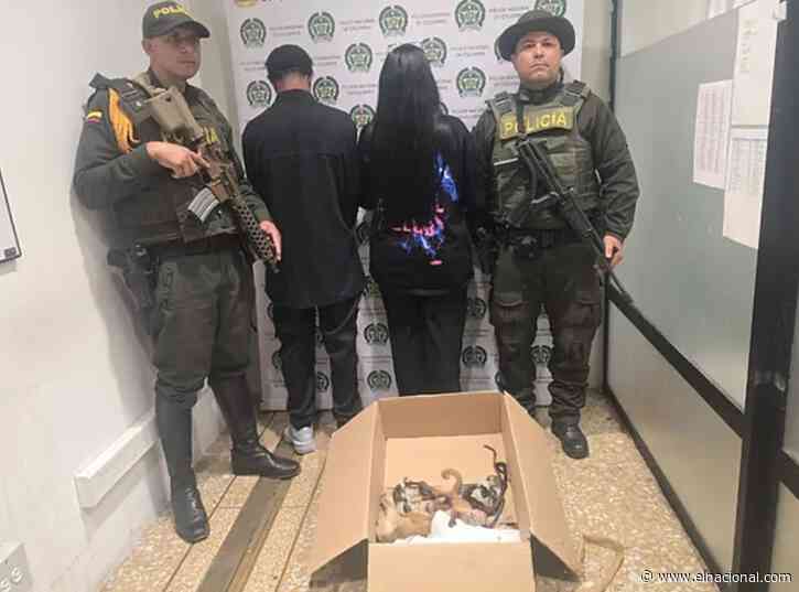 Detienen a una pareja en aeropuerto de Medellín que intentaba traficar monos