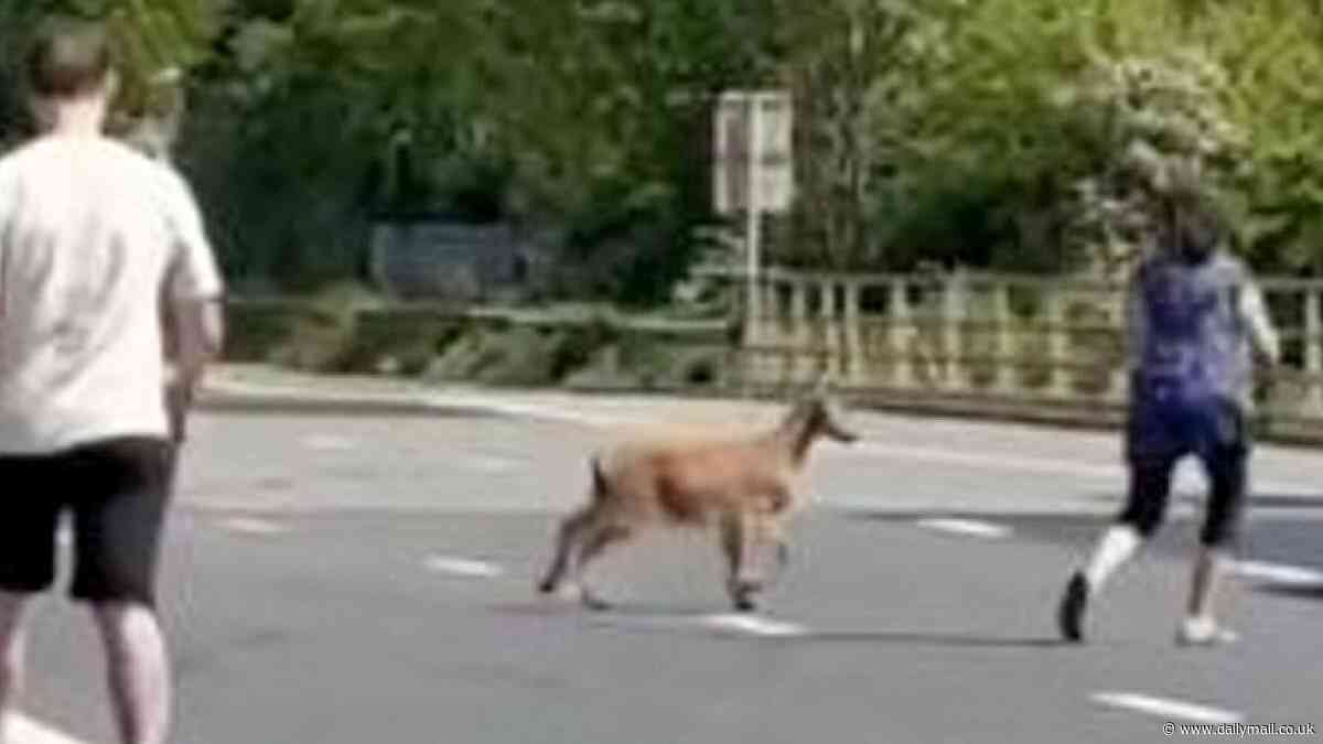 Moment Bank Holiday traffic is brought to a standstill on motorway... because of a goat
