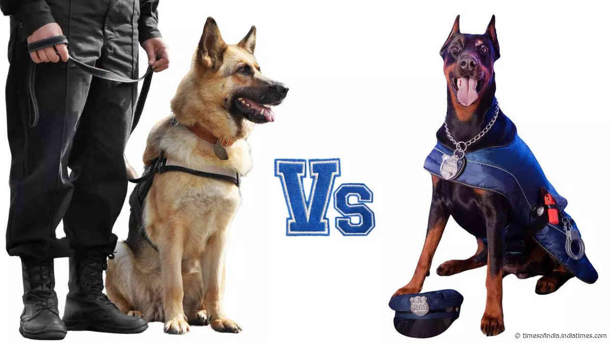 German Shepherd Vs Doberman: Which is a better guard dog?