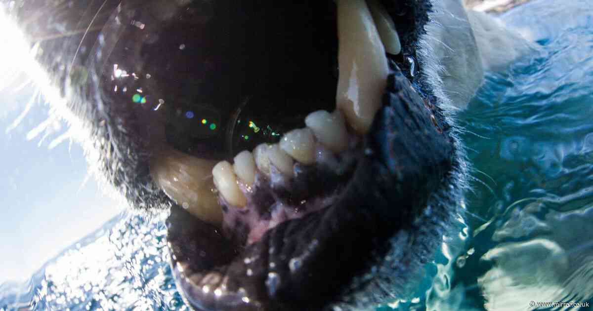 Harrowing final moments of man mauled to death by polar bear as friends refused to leave body