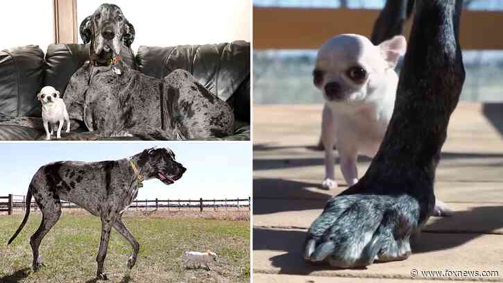 World's tallest, shortest dogs meet for precious playdate caught on camera
