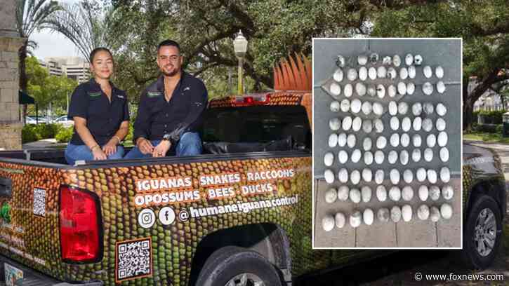 Florida homeowner finds 98 iguana eggs in backyard: 'It’s the most we’ve ever removed from one site'
