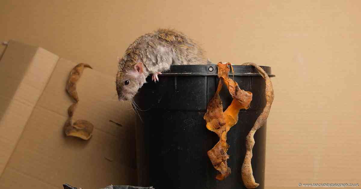 What does a rat's nest look like? Why it's not a good idea to disturb them